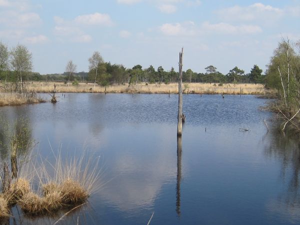 Heide